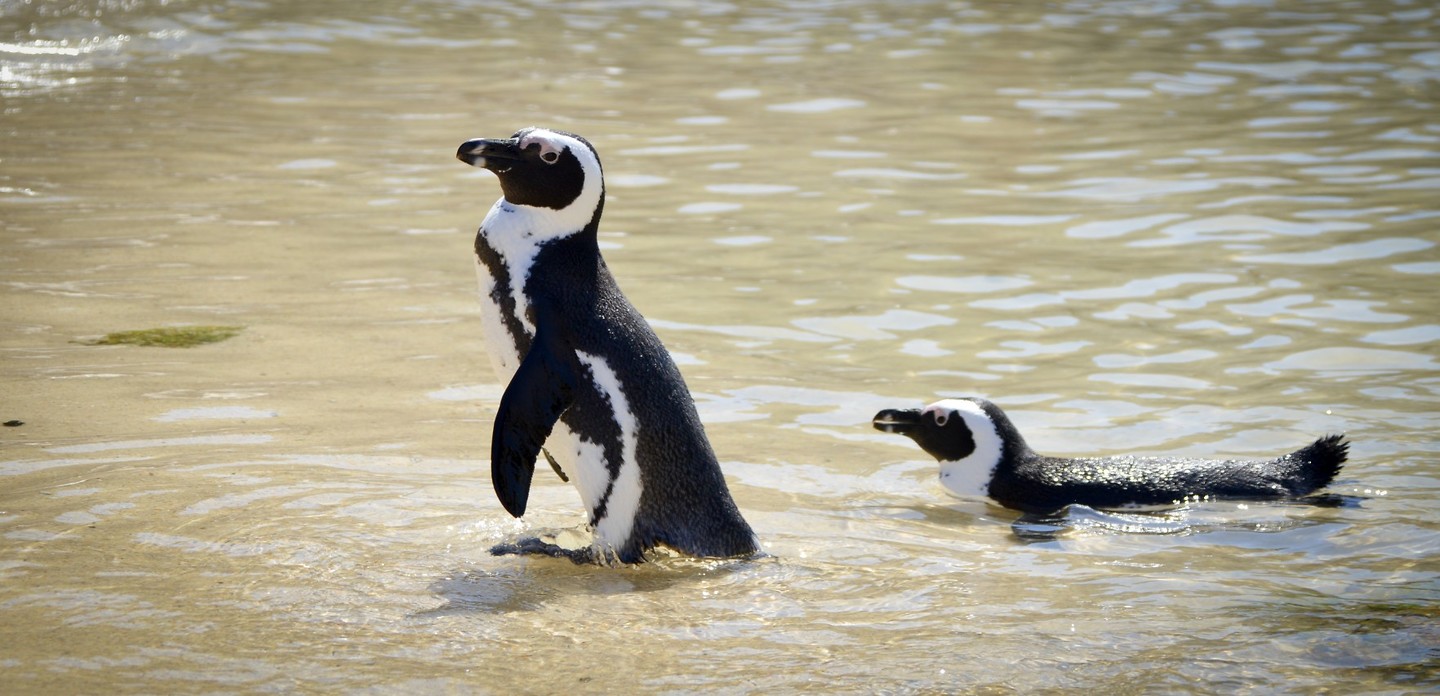 Boulders beach
