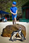 Boulders beach