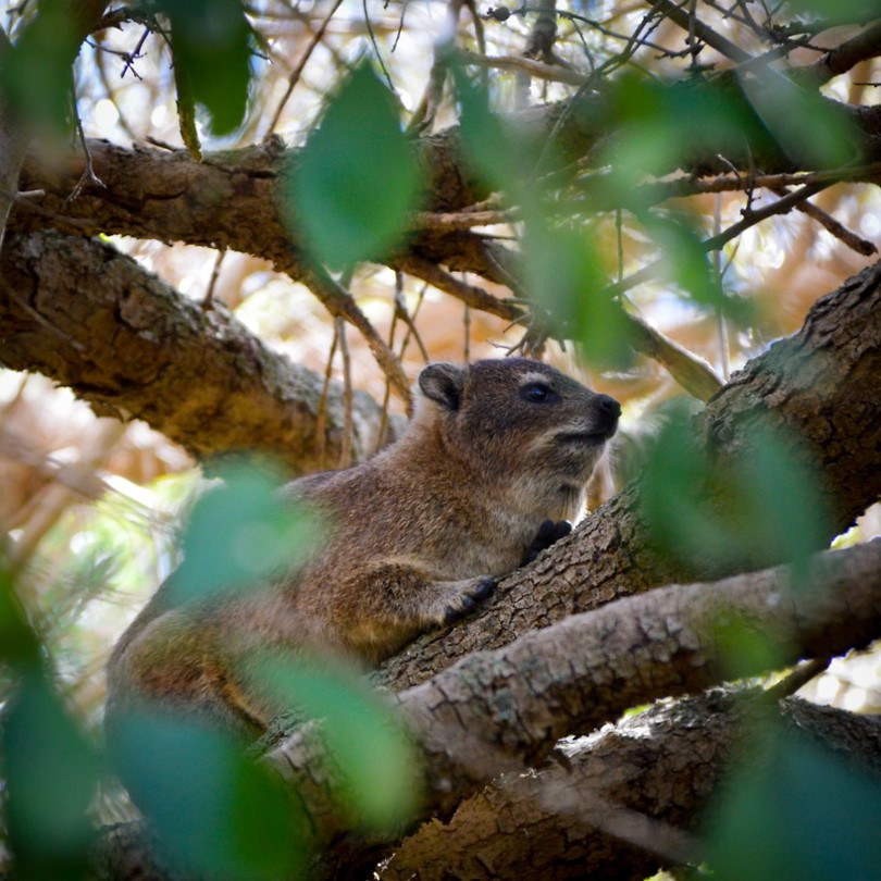 Een dassie bij Boulders beach