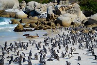 Boulders beach