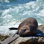 Een zeehond bij Hout bay