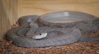 Black Mamba