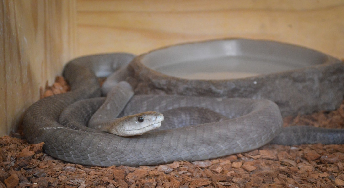 Black Mamba