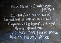 Black Mamba