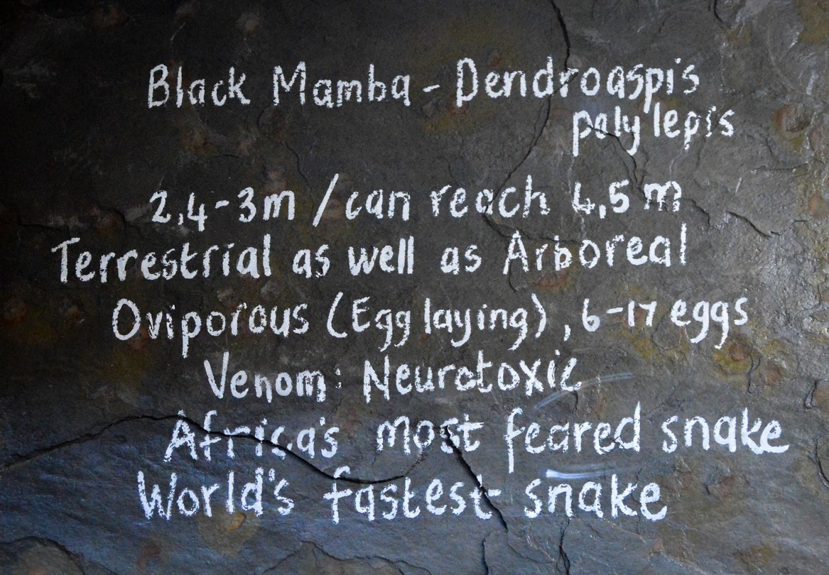 Black Mamba