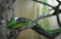 De groene boomslang