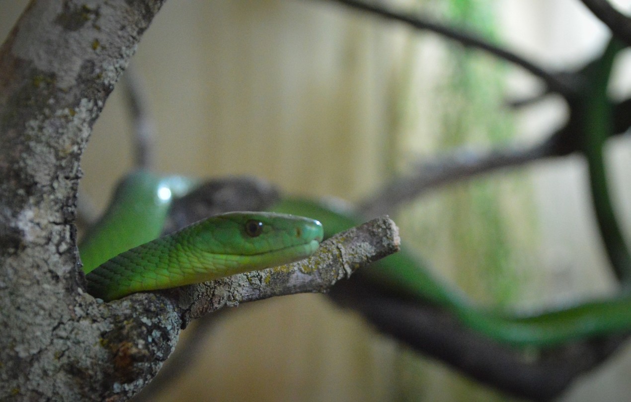 De groene boomslang