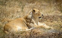 Drakenstein Lion Park Sanctuary