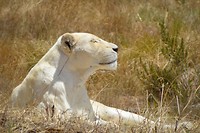 Drakenstein Lion Park Sanctuary
