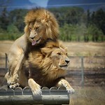 Drakenstein Lion Park Sanctuary
