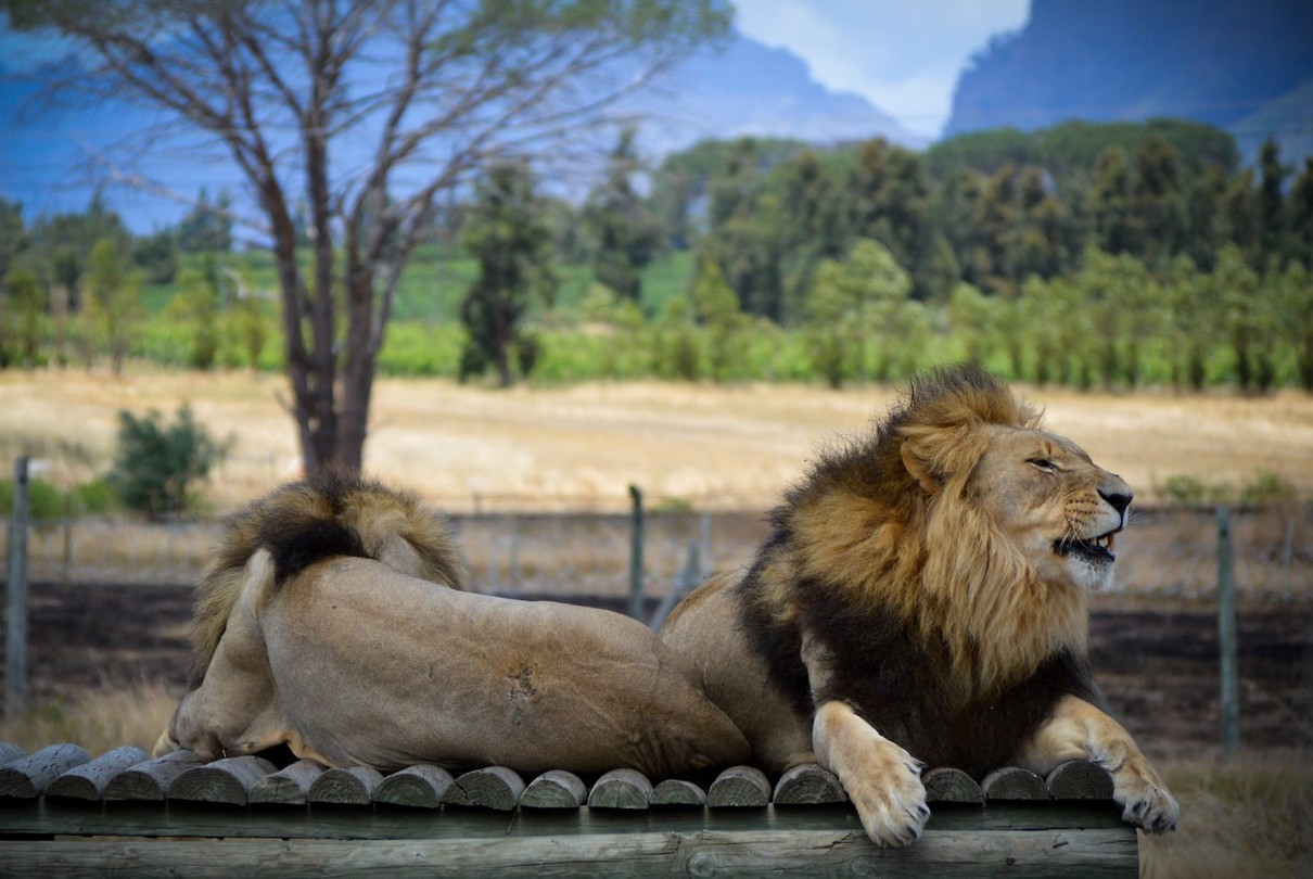 Drakenstein Lion Park Sanctuary