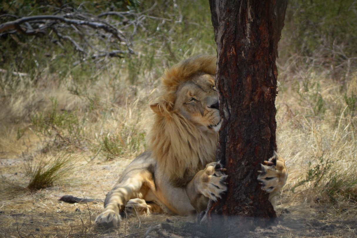 Drakenstein Lion Park Sanctuary