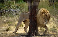 Drakenstein Lion Park Sanctuary