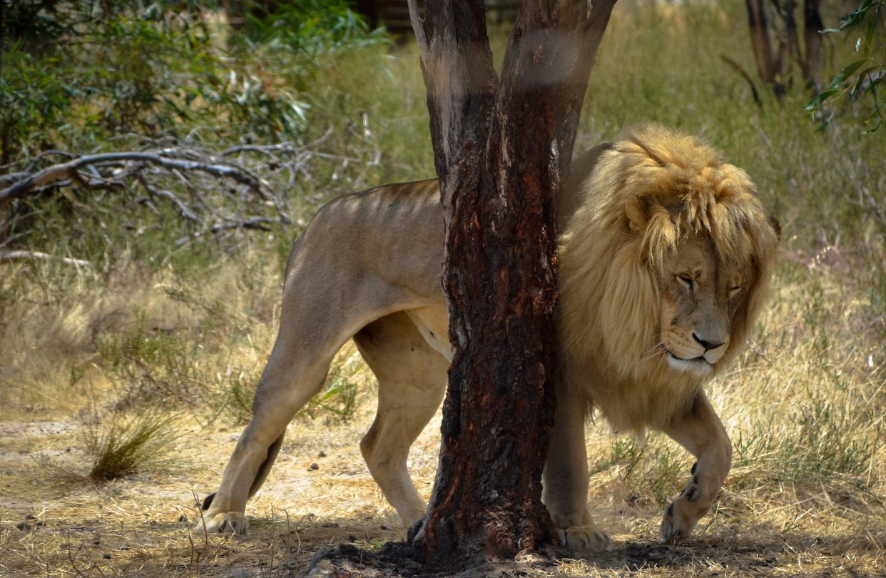 Drakenstein Lion Park Sanctuary