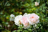 De bloemen staan volop in bloei