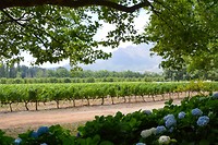 Boschendal