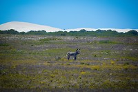 De Hoop Nature Reserve