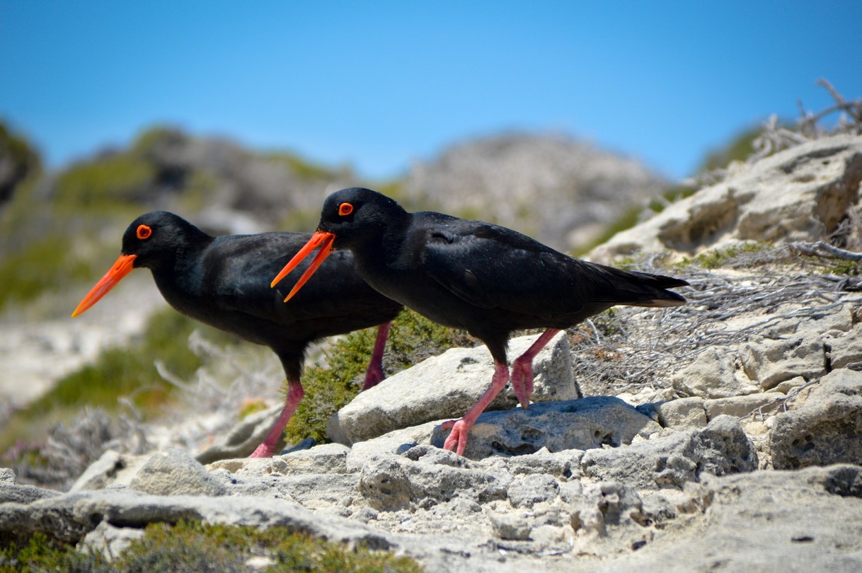 De Hoop Nature Reserve