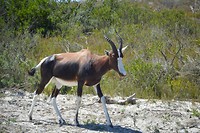 Bontebok