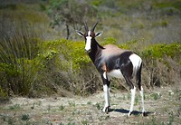 Bontebok
