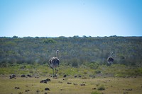 De Hoop Nature Reserve, Struisvogels