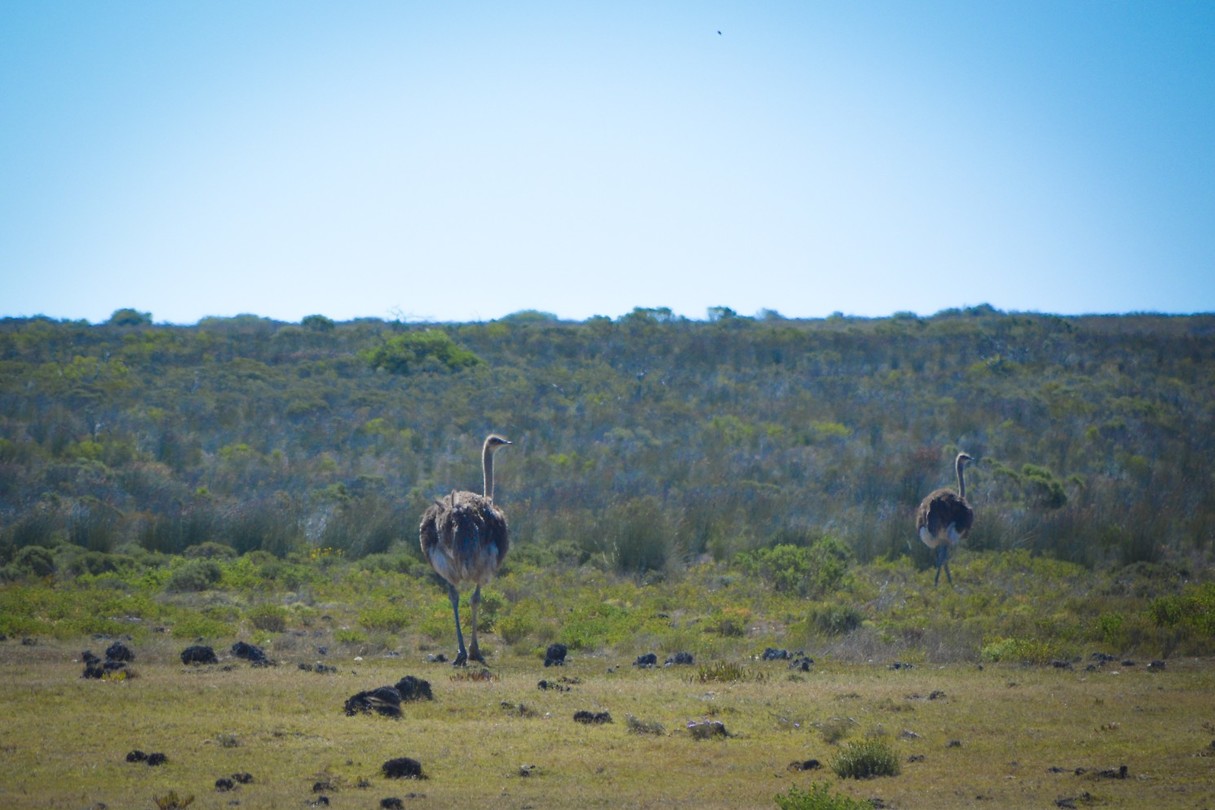 De Hoop Nature Reserve, Struisvogels