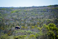 De Hoop Nature Reserve, Struisvogel