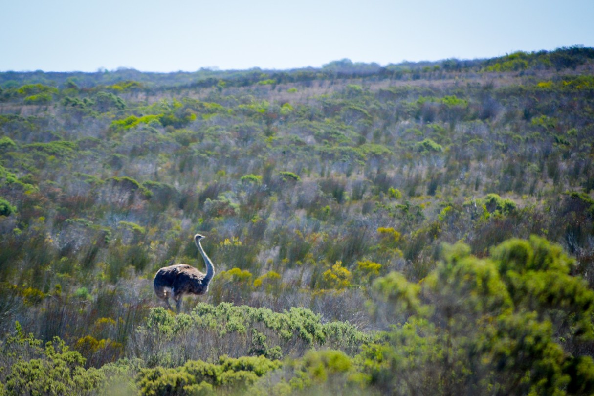 De Hoop Nature Reserve, Struisvogel