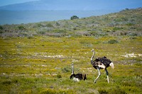 De Hoop Nature Reserve