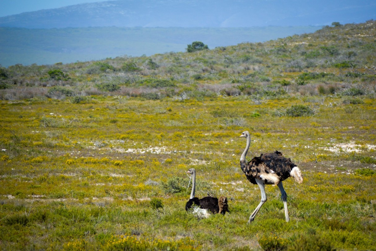 De Hoop Nature Reserve