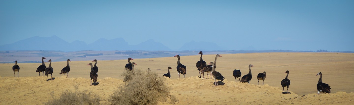 Op de terugweg van De Hoop Nature Reserve naar Arumvale