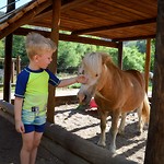 Pony's in de speeltuin