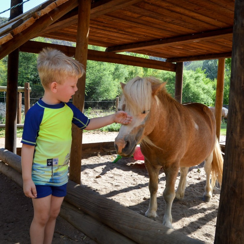 Pony's in de speeltuin