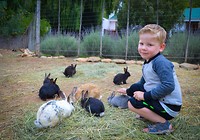 De konijntjes die voor ons huisje lopen