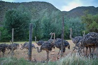 De struisvogels op onze boerderij
