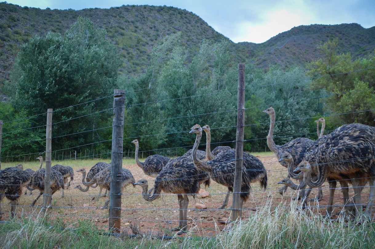 De struisvogels op onze boerderij