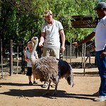 Stompie, de struisvogel met dwerggroei. Op deze boerderij is Stompie veilig en mag ze oud worden.