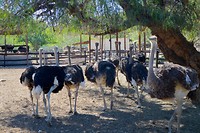 Cango Ostrich Farm