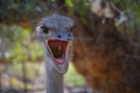 Cango Ostrich Farm