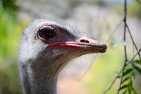 Cango Ostrich Farm