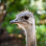 Cango Ostrich Farm