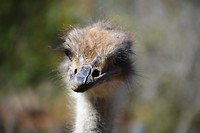 Cango Ostrich Farm