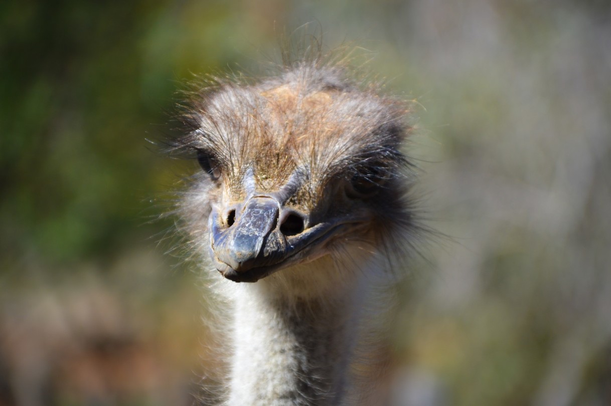 Cango Ostrich Farm