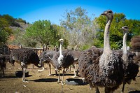 Cango Ostrich Farm