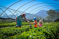 Redberry farm, zelf aardbeien plukken!