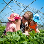 Redberry farm