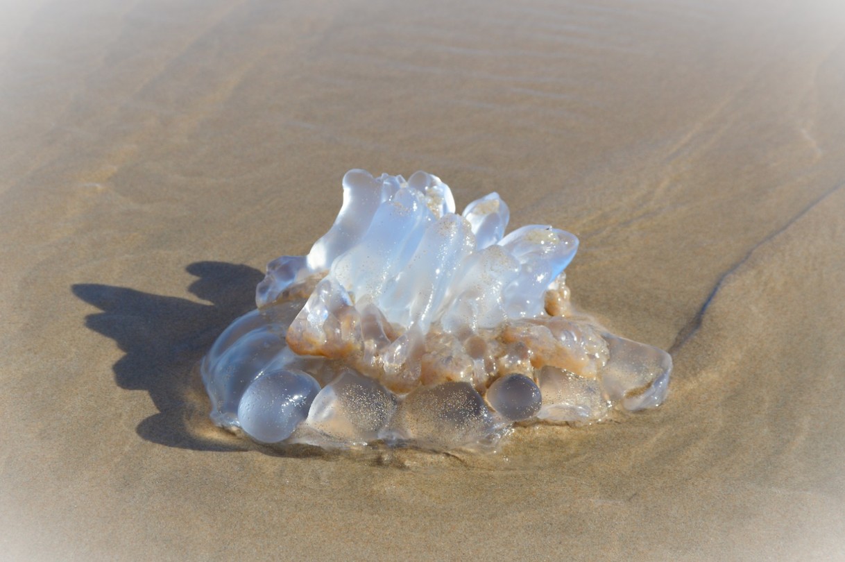 Een aangespoelde kwal op Wilderness beach
