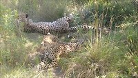 Game drive Plettenberg bay