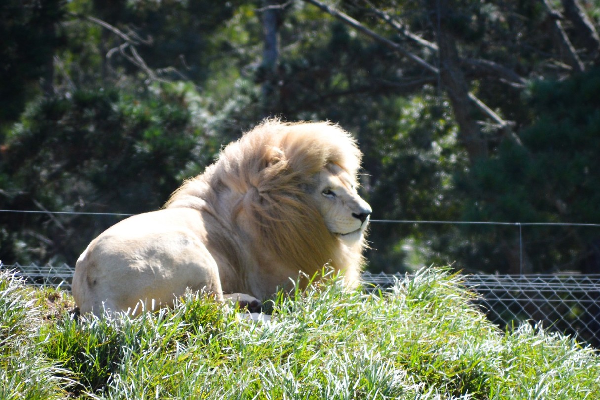 Jukani