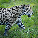 Jukani